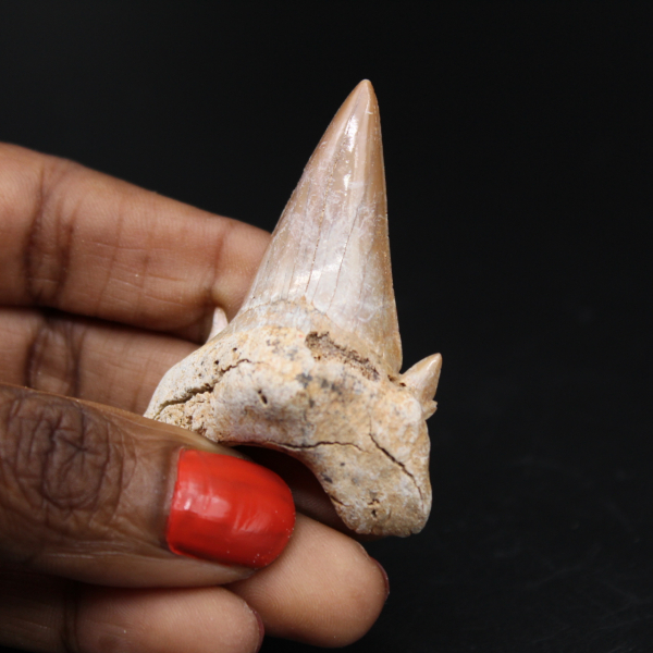 Espécime de fóssil de dente de tubarão