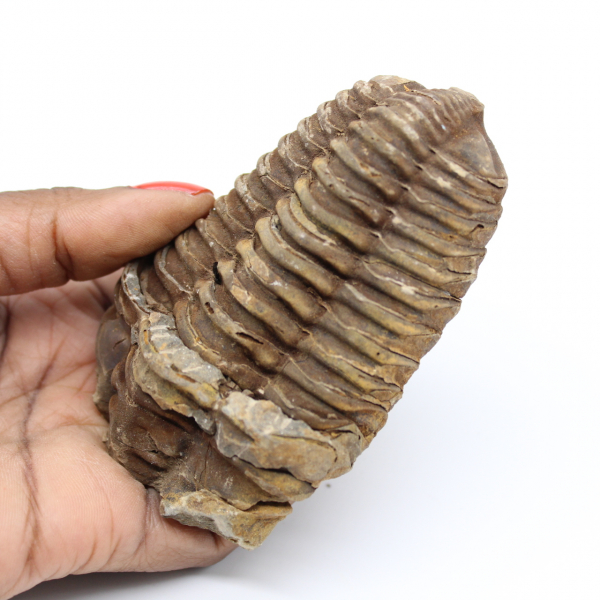 Trilobita fóssil