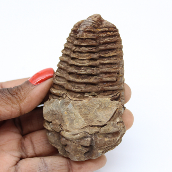 Fóssil de Marrocos trilobita