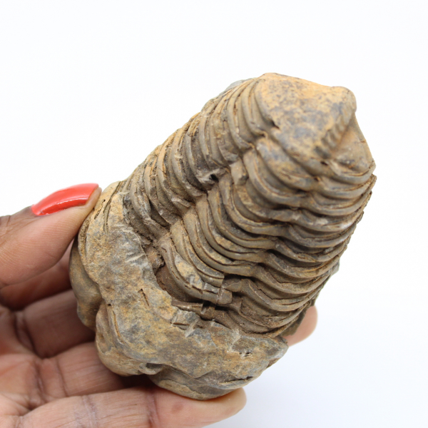 Trilobita marroquina fossilizada