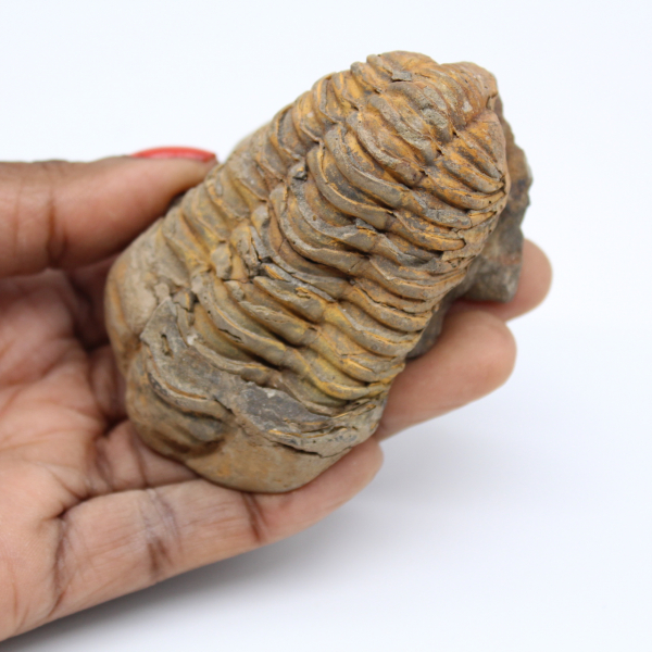 Trilobita fossilizada do Marrocos