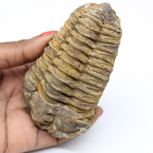 Fóssil de trilobita