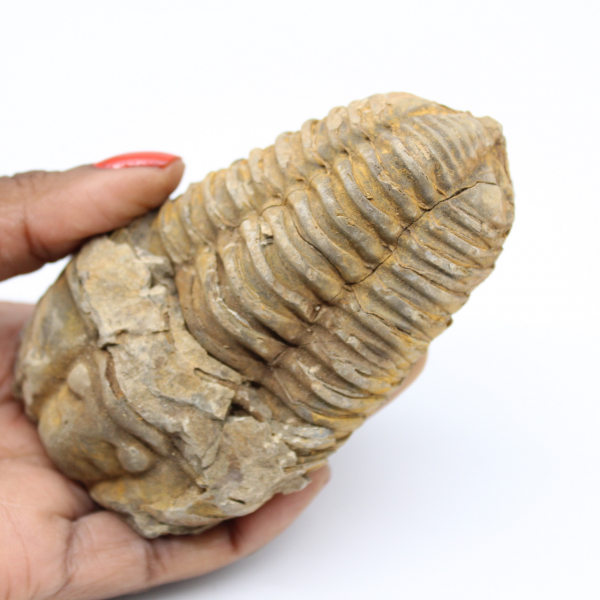 Fóssil de Marrocos trilobita