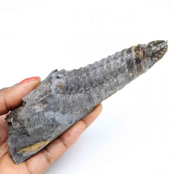 Fóssil de trilobita da Bretanha