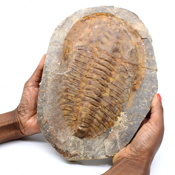 Grande fóssil de trilobita do Marrocos