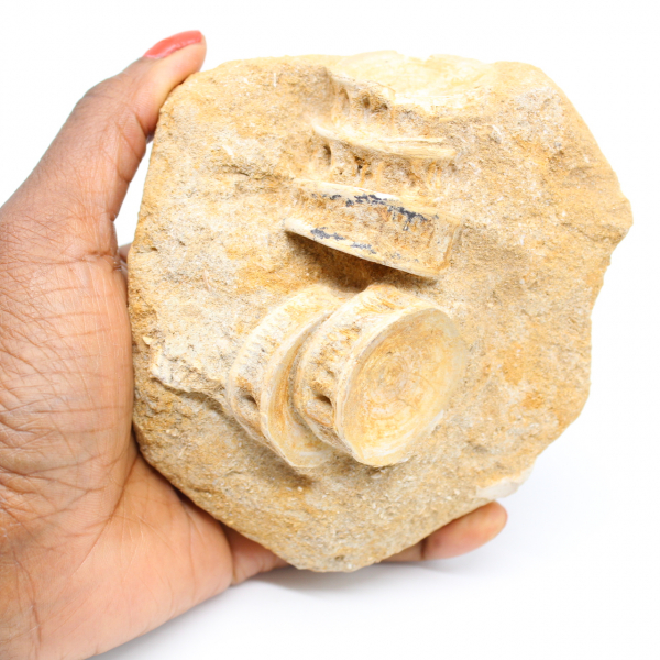 Vértebra fóssil de tubarão na matriz