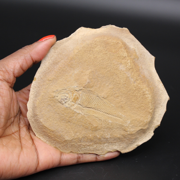 Peixe fossilizado do Marrocos