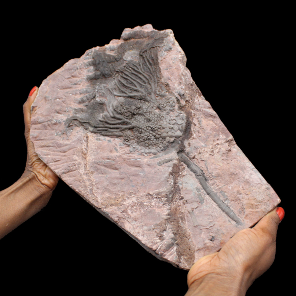 Crinoide fossilizado, lírio do mar, do Marrocos