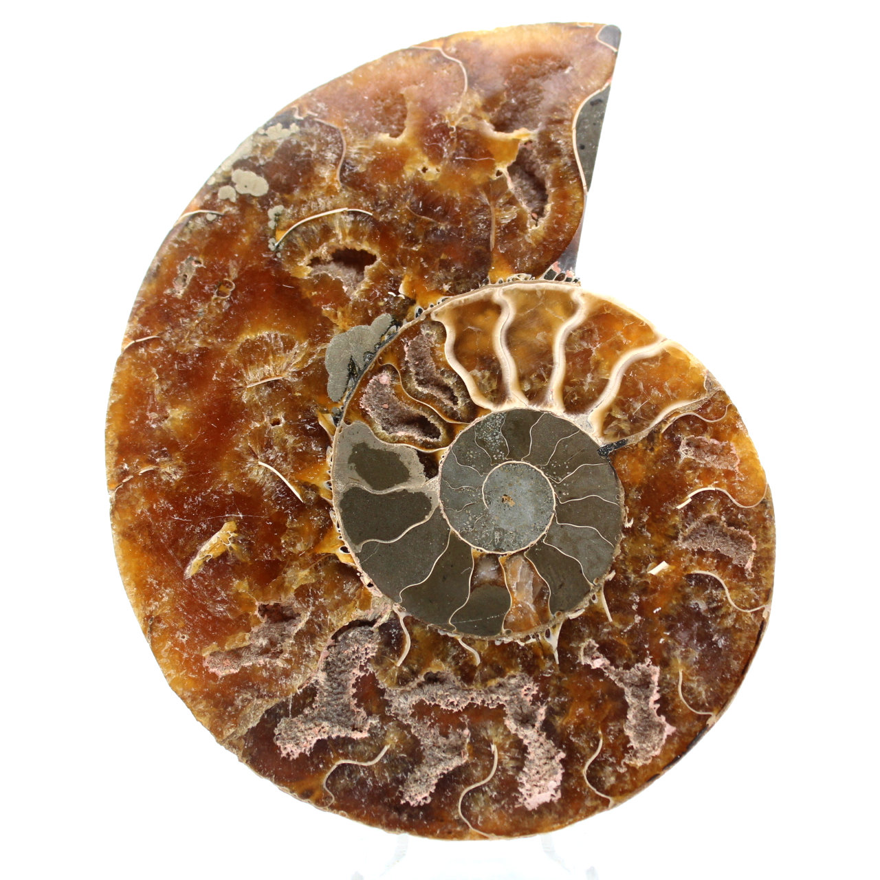 Amonite fóssil de Madagascar