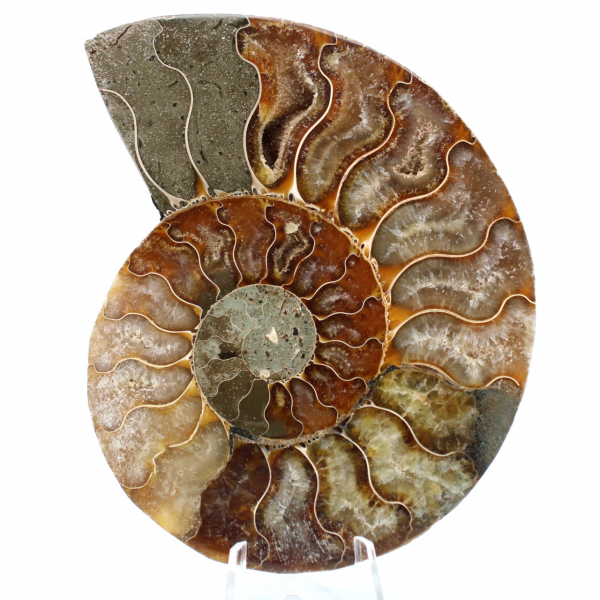 Fóssil de amonita uma peça