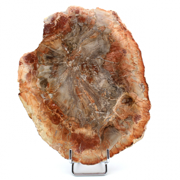 Fatia de madeira fossilizada de Madagascar