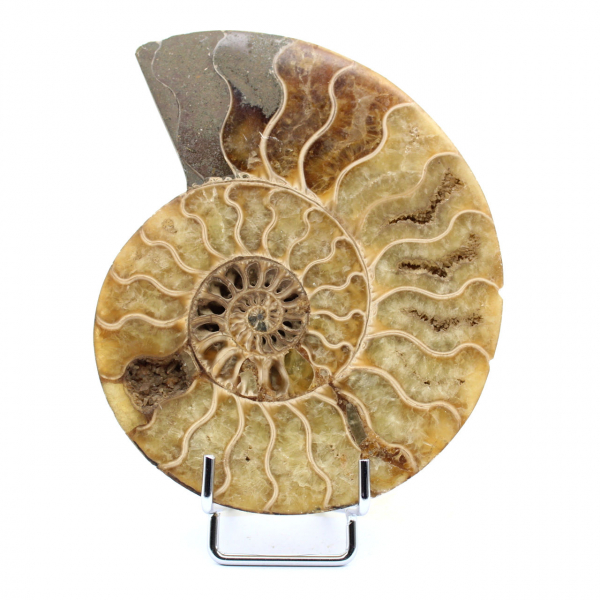 Fóssil de amonita polido