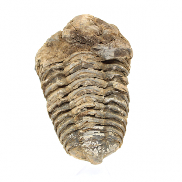 Trilobite de Marrocos