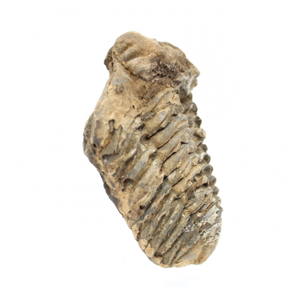 Trilobite de Marrocos