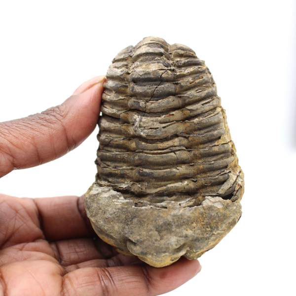 Trilobite fóssil