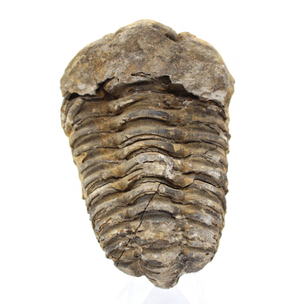 Trilobite fóssil