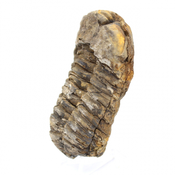 Trilobite fóssil