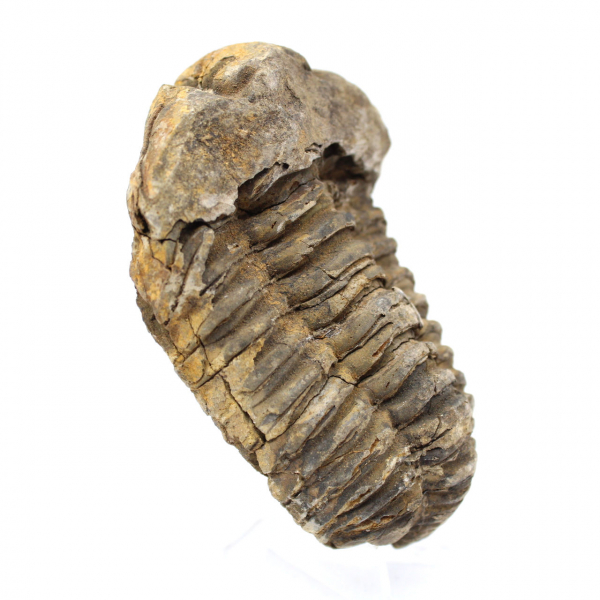 Trilobite fóssil