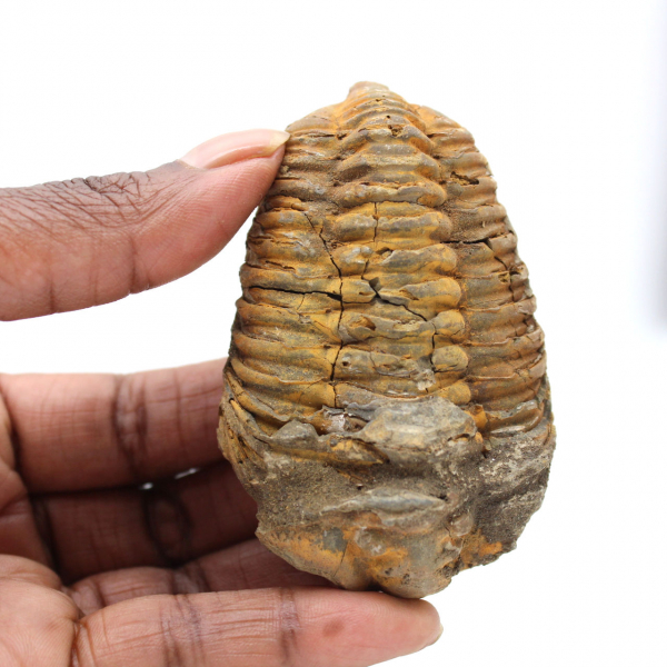 Trilobite de Marrocos