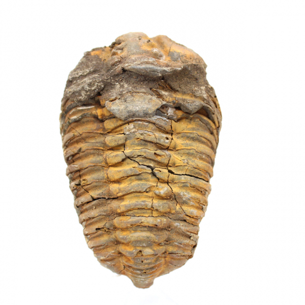 Fóssil de trilobite