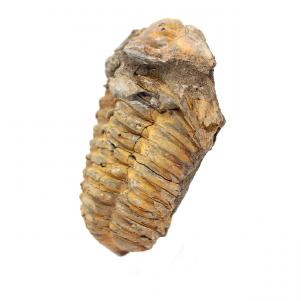 Fóssil de trilobite