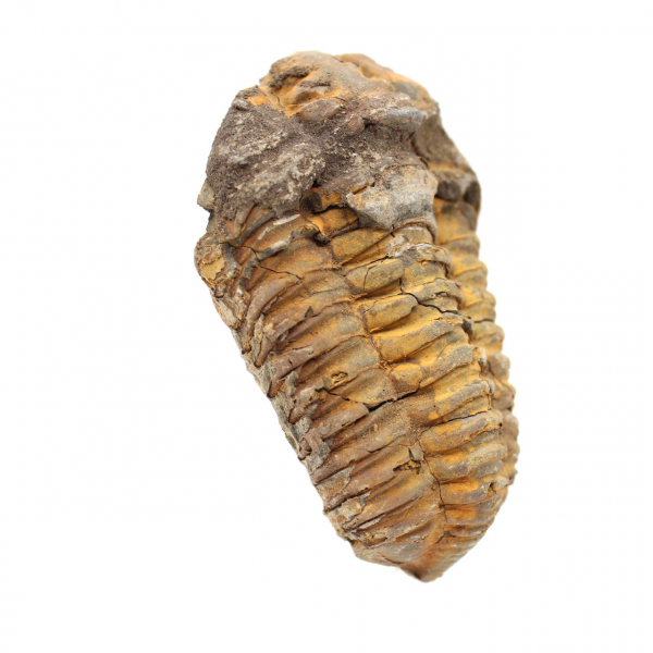 Fóssil de trilobite