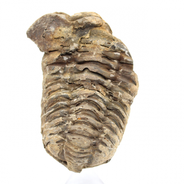 Trilobite fóssil de Marrocos