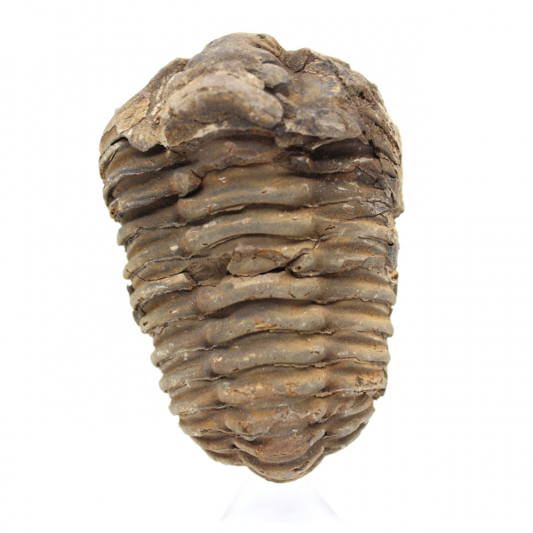 Trilobita crua