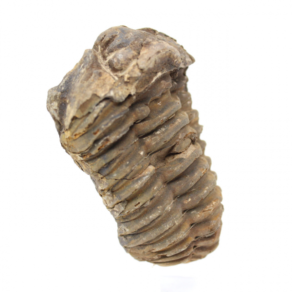 Trilobita crua