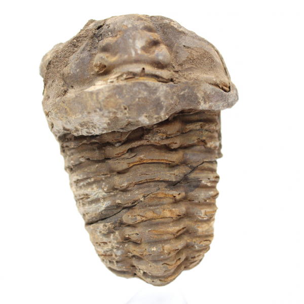 Trilobita fóssil cru