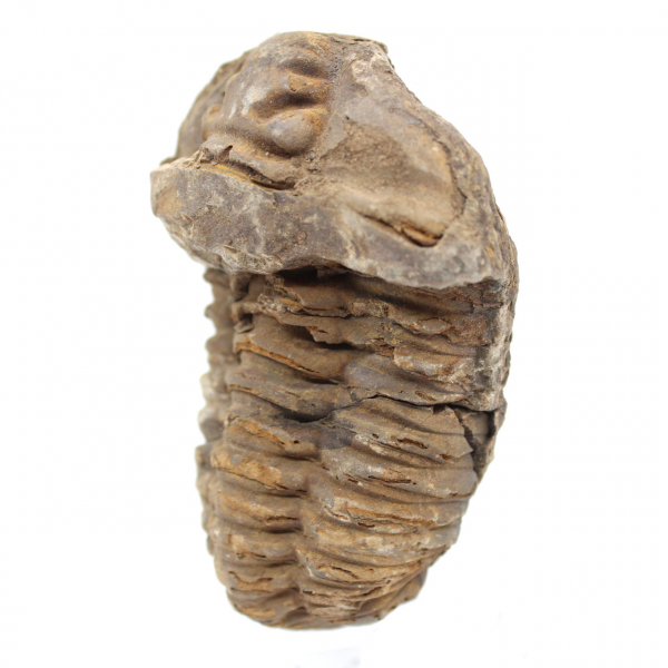 Trilobita fóssil cru