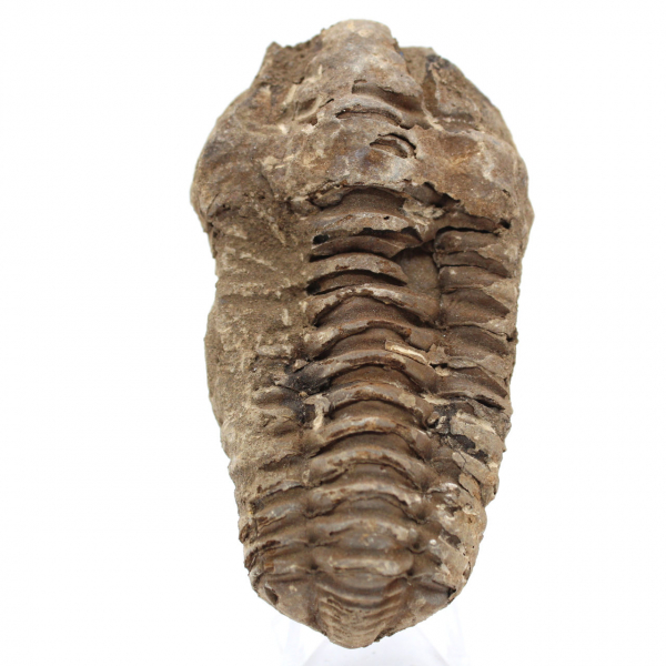 Trilobita