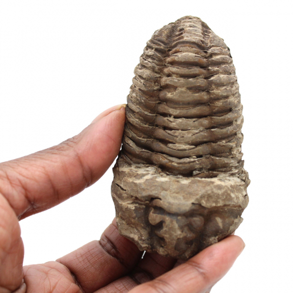 Trilobite de Marrocos