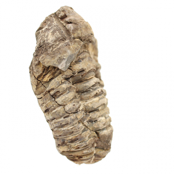 Trilobite de Marrocos