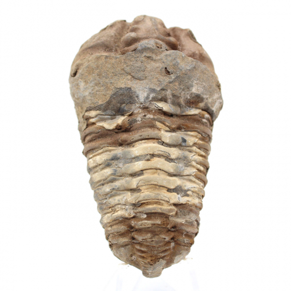 Trilobite fóssil