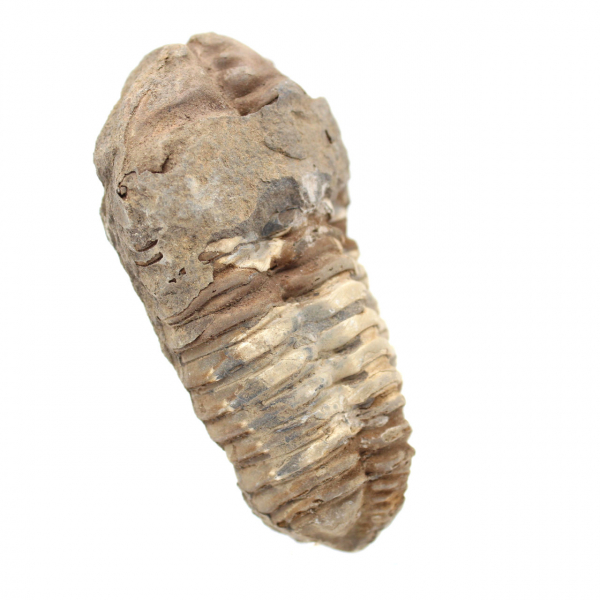 Trilobite fóssil