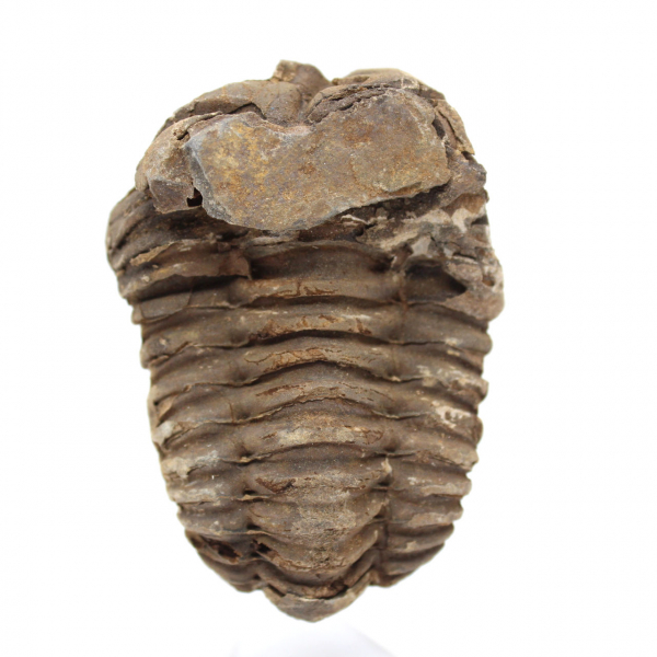 Trilobite fóssil Marrocos