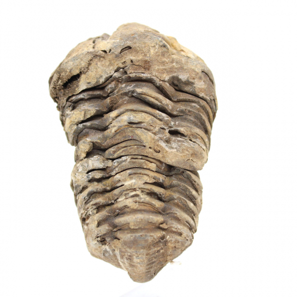 Fóssil de trilobite Marrocos