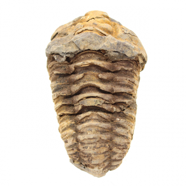 Trilobita crua