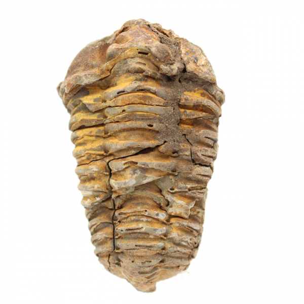 Trilobita fóssil cru