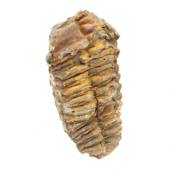 Trilobita fóssil cru