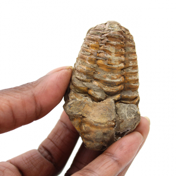 Trilobite crua de Marrocos