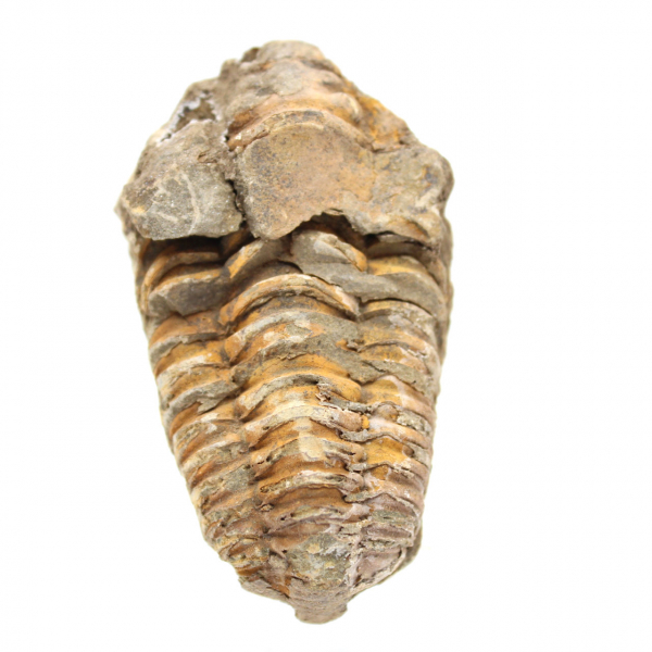 Trilobite crua de Marrocos