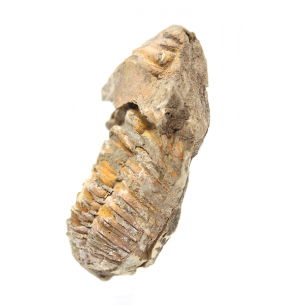 Trilobite crua de Marrocos