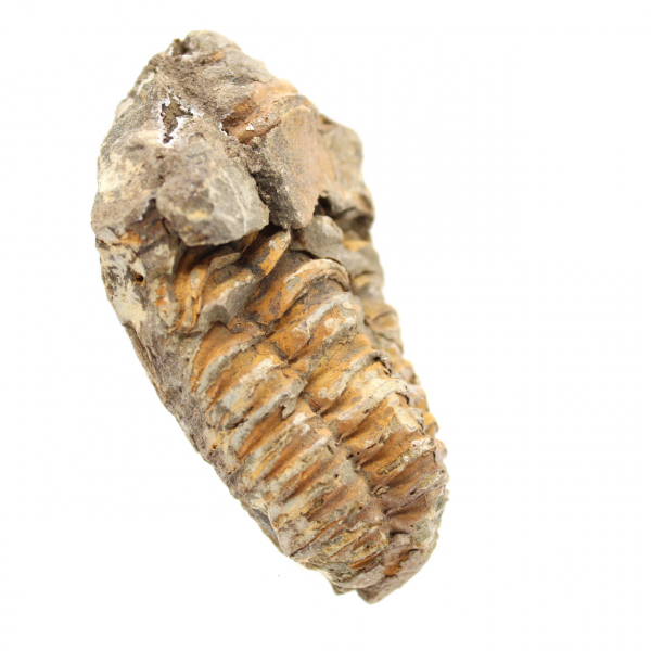 Trilobite crua de Marrocos