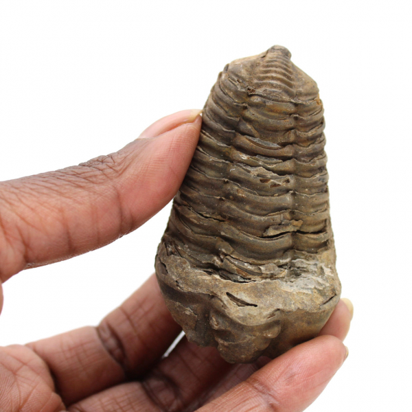 Trilobita