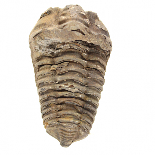 Trilobita