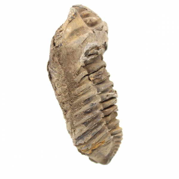 Trilobita