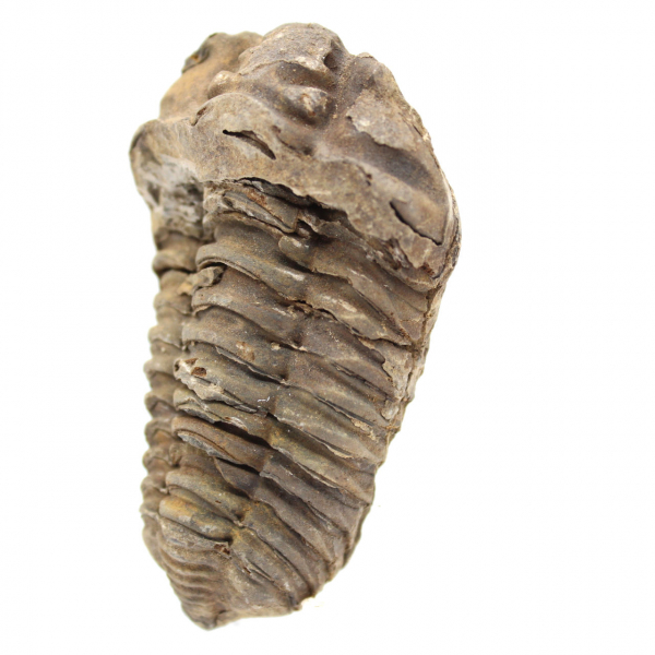 Trilobita