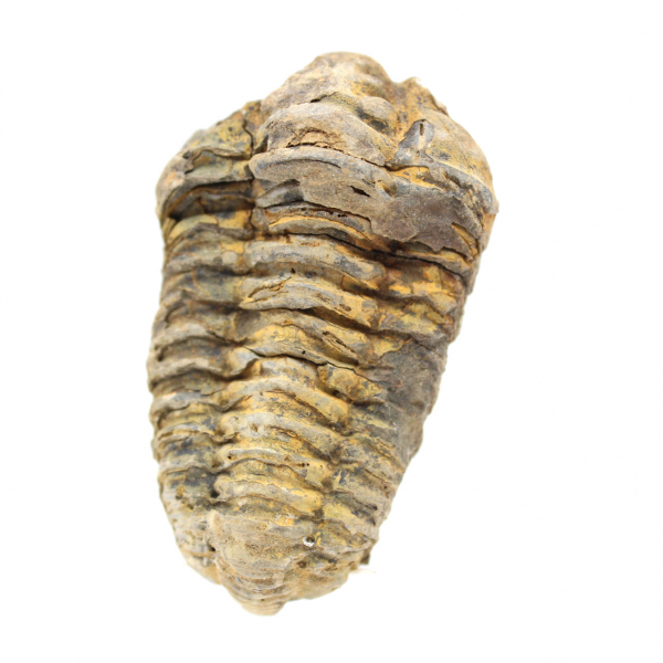 Trilobita